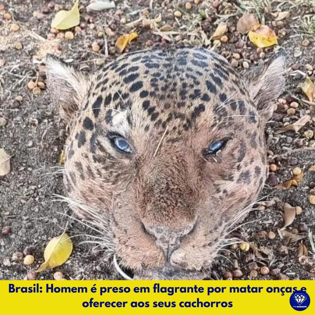 Brasil: Homem é preso em flagrante por matar onças e oferecer aos seus cachorros